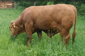Beefmaster govedo se sve više uzgaja u Evropi