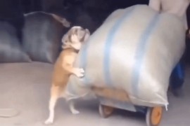 Pas "uprtio" vreću sa gazdom (VIDEO)
