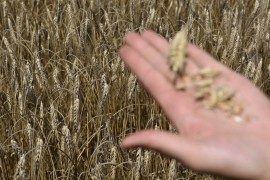 Hoće li cijene žitarica nastaviti pad u 2024.?