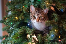 Mačka plače jer je uklonjena novogodišnja jelka (VIDEO)