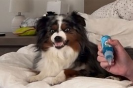 Pas čeka da mu vlasnica opere zube, video je urnebesan