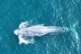 Najrjeđi kit na svijetu snimljen tek drugi put u istoriji ...