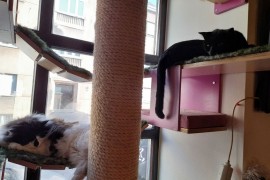 Posjetili smo "Cat caffe" u Zagrebu: Mjesto u kojem mačke diktiraju ...