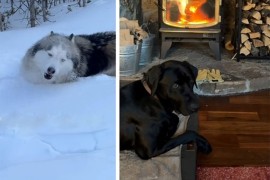 Haski i labrador nasmijali internet različitim reakcijama na snijeg ...