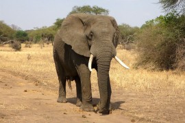 Slonovi umiru zbog suše, preživjeće samo najjači