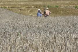 Kinezi kupuju poljoprivredno zemljište u SAD-u