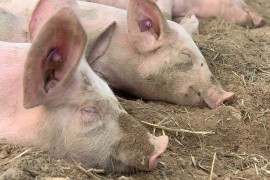 Odobreno četiri miliona KM za prevazilaženje posljedica svinjske kuge