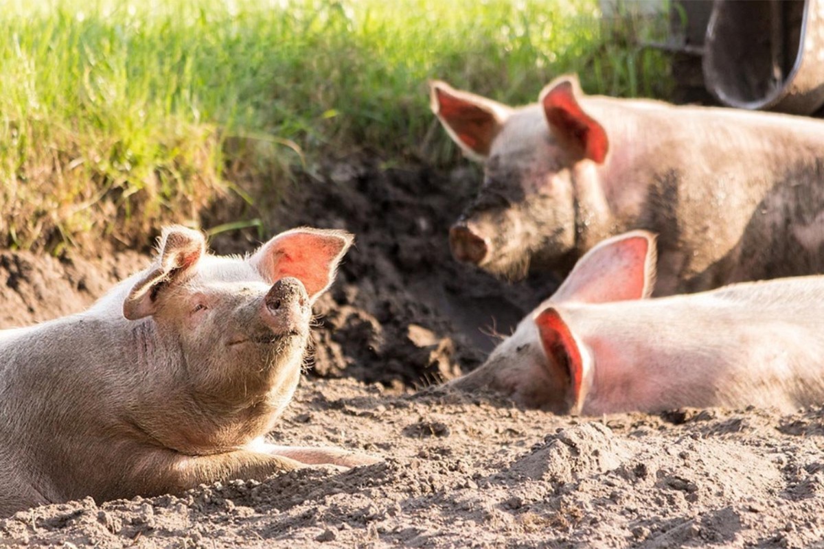 U Crnoj Gori registrovan prvi slučaj afričke kuge svinja