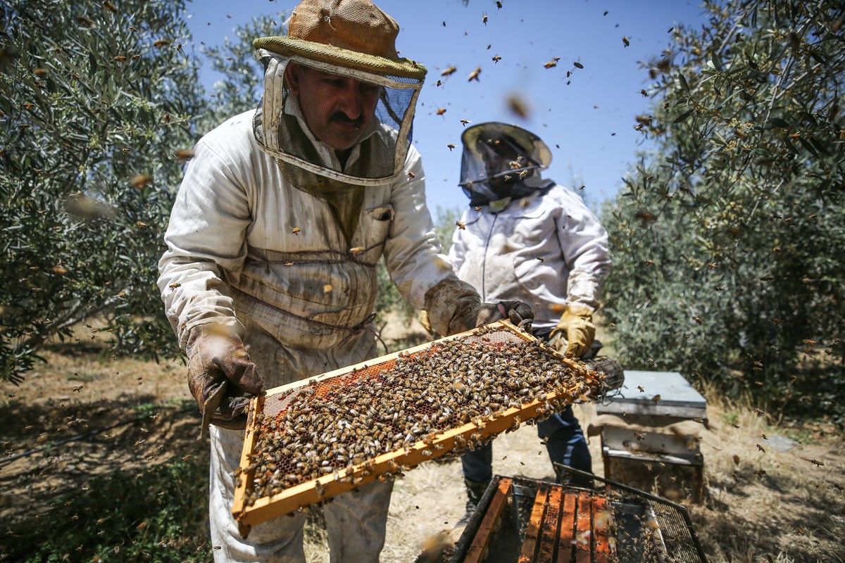 Pčelari širom BiH odustaju od posla: Klimatske promjene guše proizvodnju meda