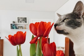 Ovo cvijeće može biti opasno za vaše mace
