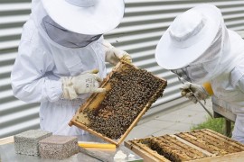 Tuzlanski pčelari najavili veliki skup