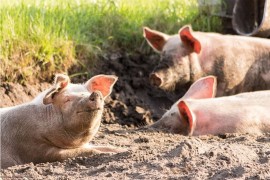 Do obnove uzgoja svinja uz stroge higijenske mjere