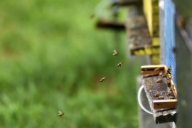Pčelari Evrope udruženi za spas pčelarstva