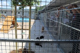 Azil u Trebinju dobio dozvolu za izvoz pasa