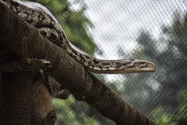 Pronađena najveća zmija na svijetu (FOTO)