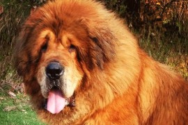 Tibetanski mastif - Najskuplji pas na svijetu