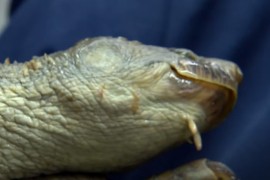 Neobično stvorenje iz Australije oduševilo svijet (VIDEO)
