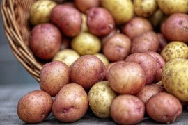 U sjemenskom krompiru iz Holandije otkriveni štetni organizmi