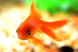Zašto je voda u kojoj živi zlatna ribica često mutna