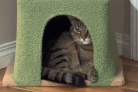Pogledajte izraz lica čangrizavog mačka kome je zasmetala buka (VIDEO)
