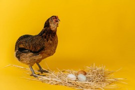Naučnici otkrili šta je starije, kokoška ili jaje