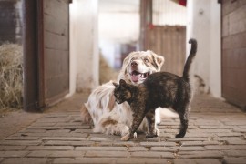 Zašto je važna kastracija i sterilizacija pasa i mačaka