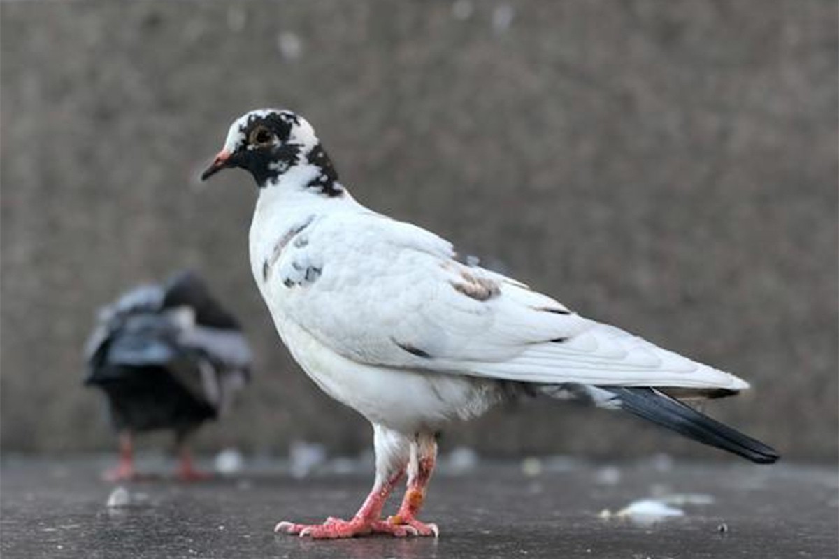 Policija oslobodila goluba osumnjičenog za špijunažu