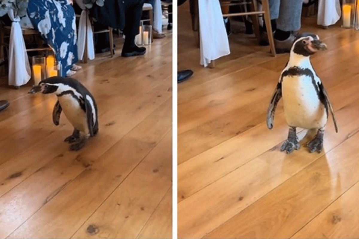 Pingvin ukrao svu pažnju na vjenčanju