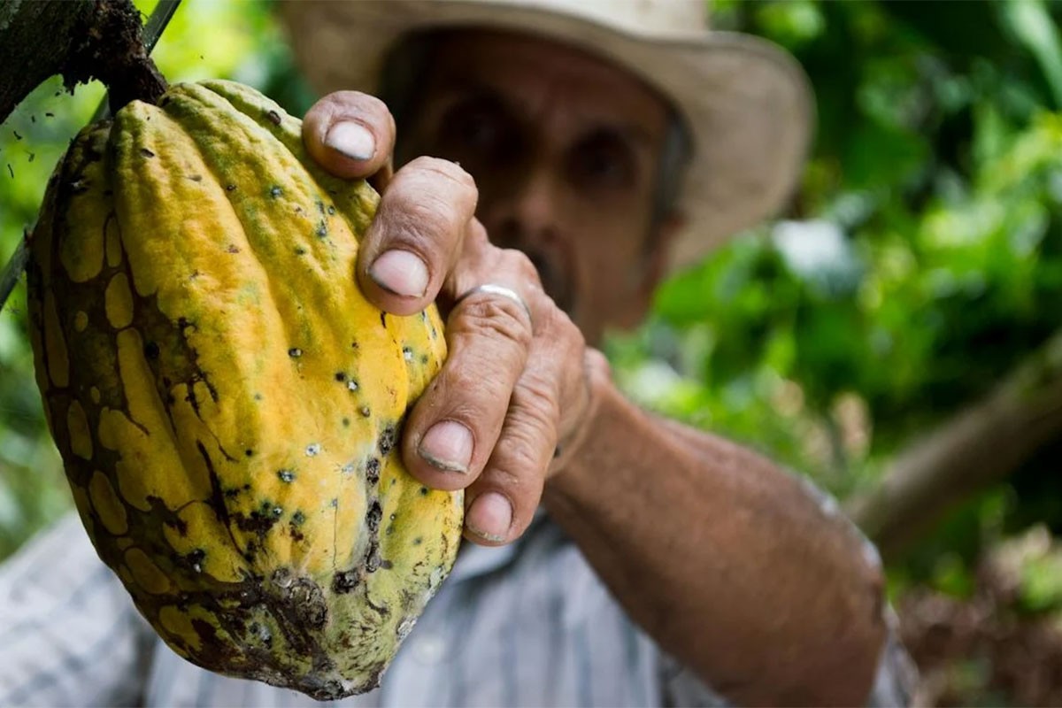 Kakao dostiže rekordne cijene zbog suša u zapadnoj Africi