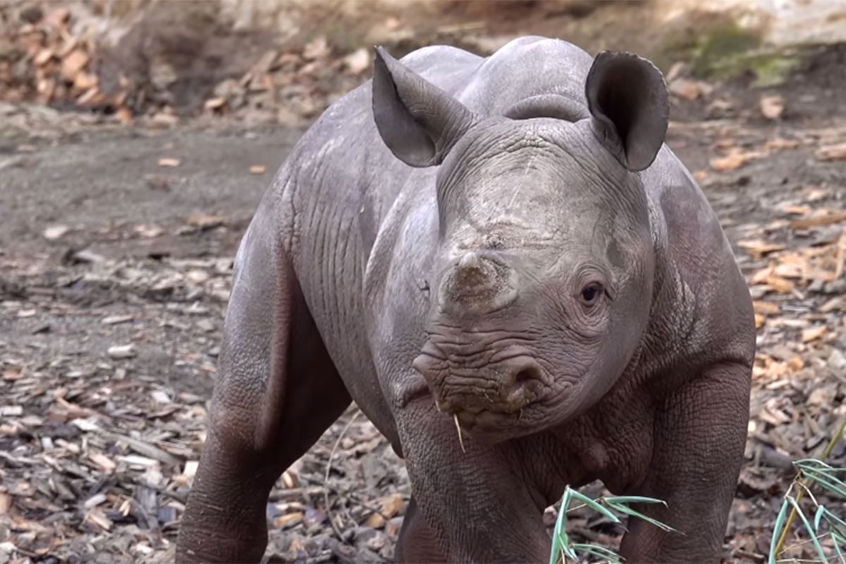 Mladunče nosoroga prvi put vidjelo sunce, pogledajte reakciju (VIDEO)