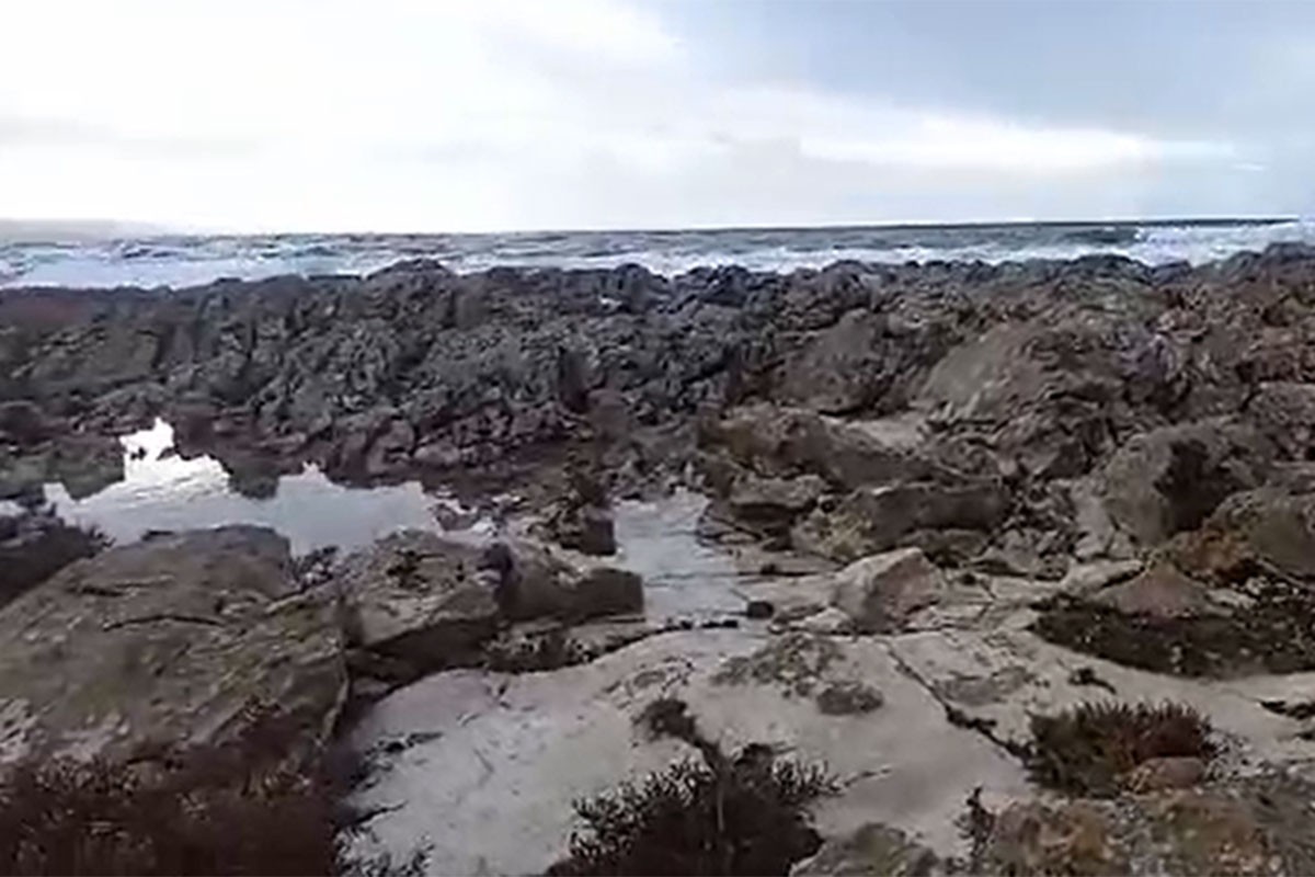 Na plaži u Hrvatskoj pronađeno12 mrtvih kornjača