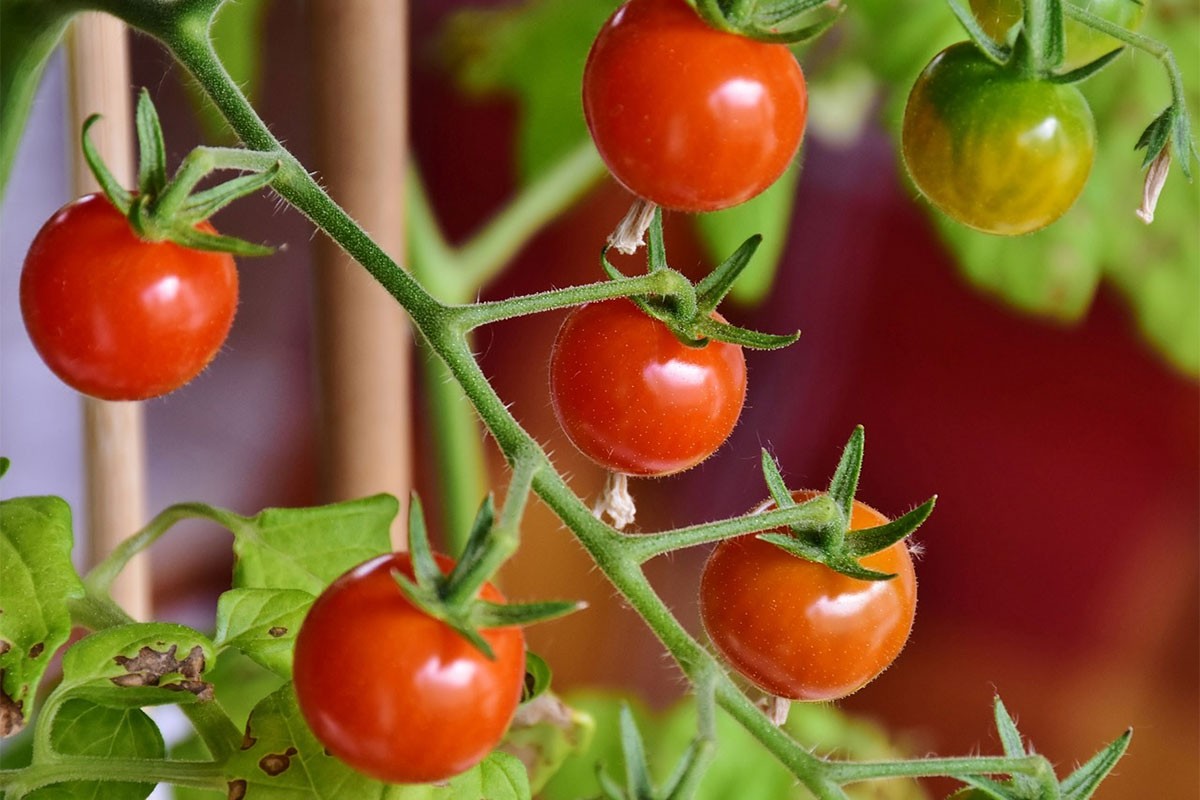 Koje biljke možete, a koje ne smijete saditi u blizini paradajza