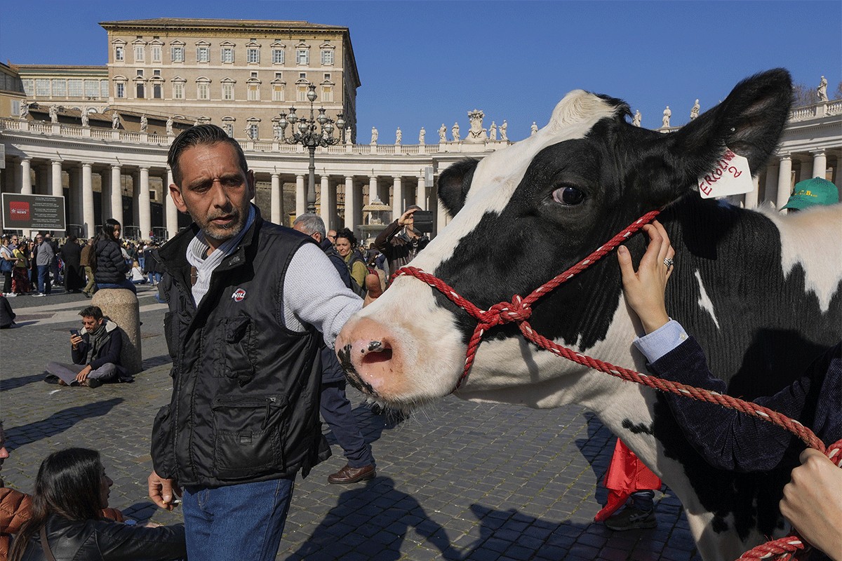 Farmeri papi poklonili kravu