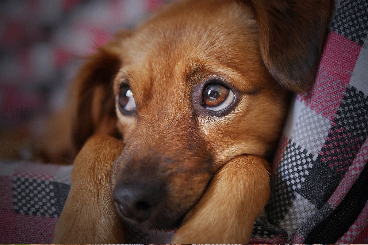 Ovo su najčešći uzroci depresije kod pasa