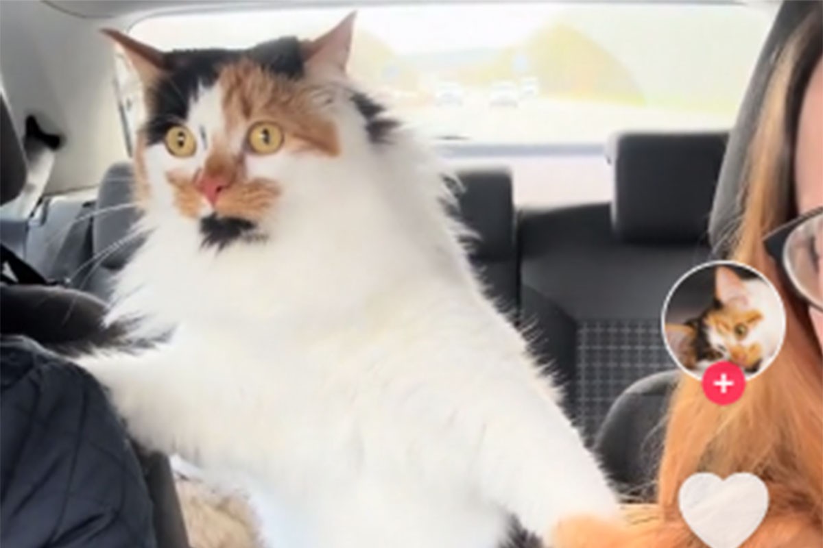 Vlasnici odveli mačku na prvu vožnju, nisu bili spremni na njenu reakciju (VIDEO)