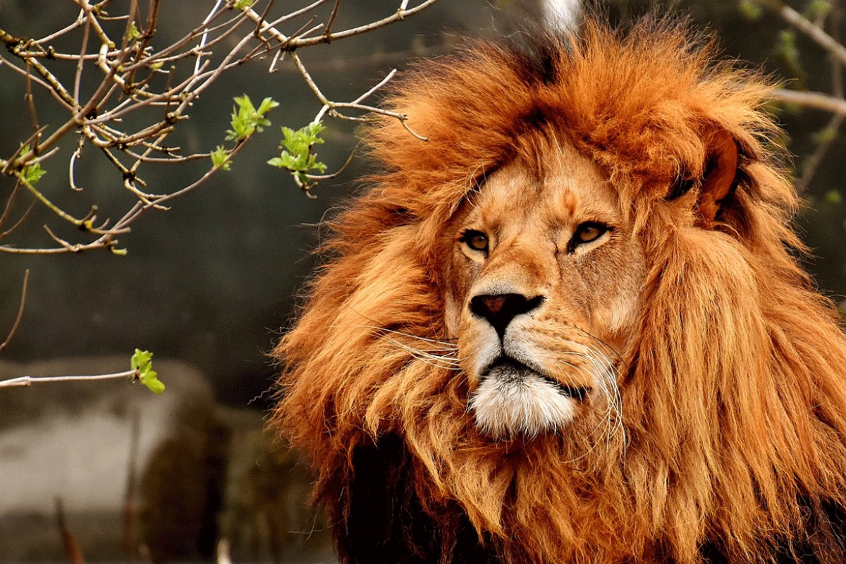 Lav ubio čuvara zoološkog vrta