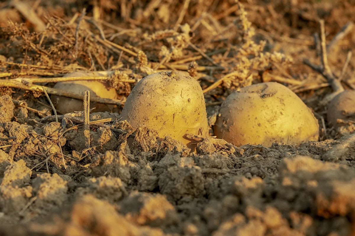 Nestašica sjemenskog krompira u Srpskoj, ne miruju ni cijene