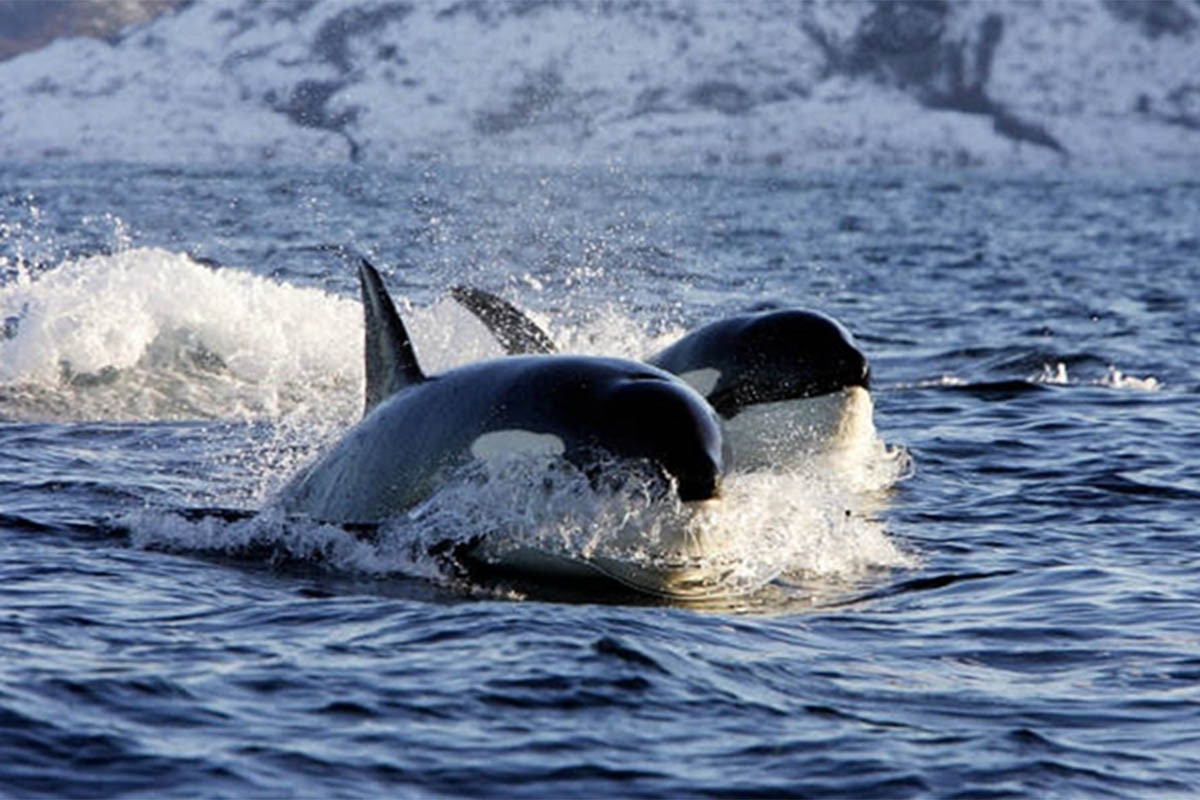 Naučnici otkrili kako kitovi usani "pjevaju"