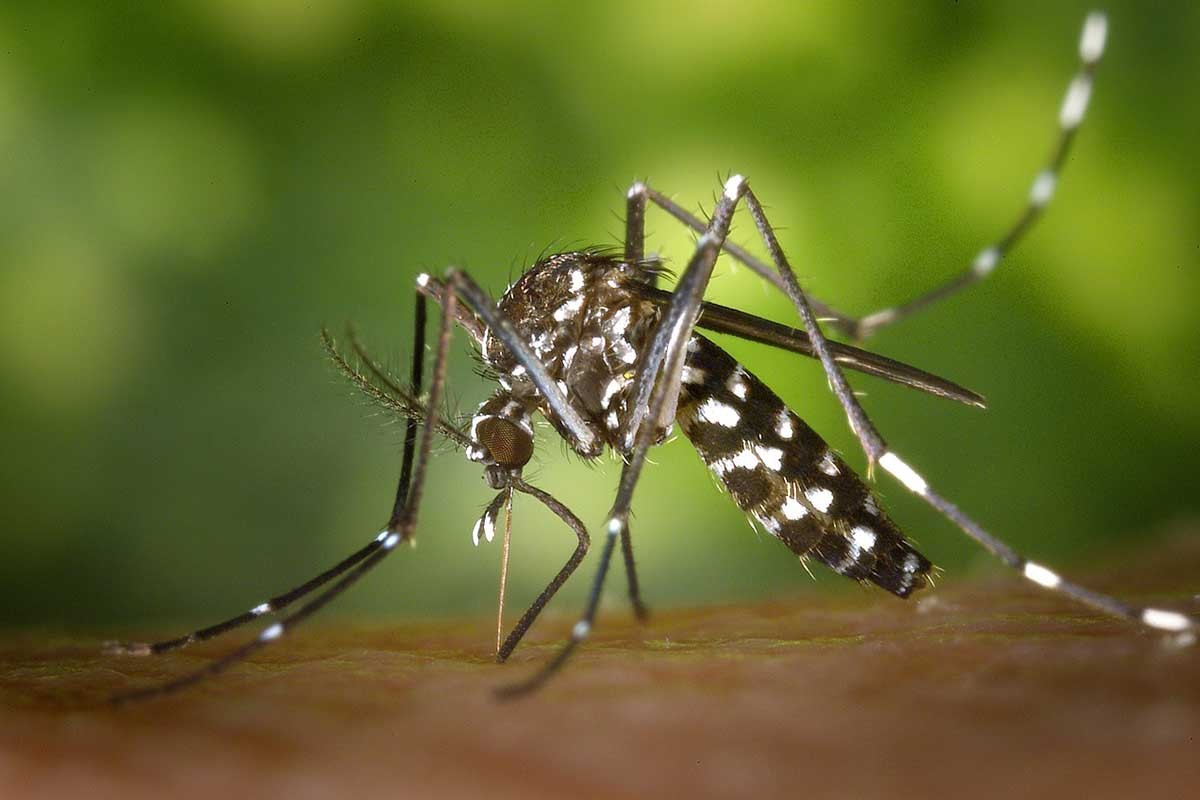 Invazija komaraca na Buenos Aires