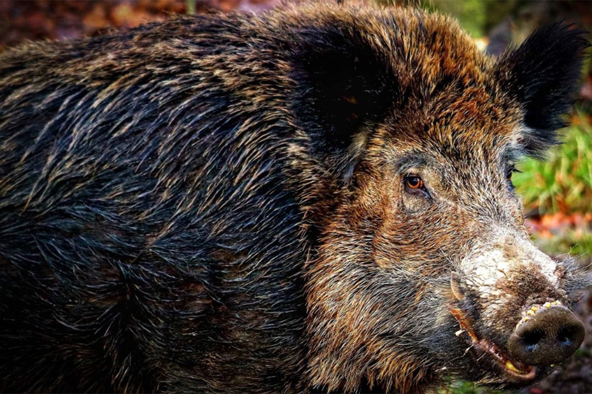 Odstrijeljeno 27 divljih svinja, sve negativne na afričku kugu