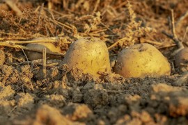 Rana sjetva uzrok nestašice sjemenskog krompira