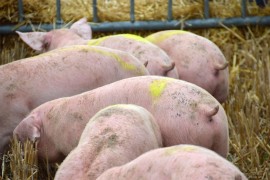 Ruska svinjetina na kineskom tržištu nakon 15 godina