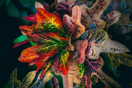 Oplemenite dom sobnom biljkom impresivnih šarenih listova