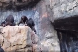 Šimpanza gađala prolaznike kamenjem pa dobio batina od majke (VIDEO)
