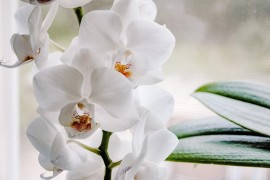 Kako se pravilno brinuti o orhidejama