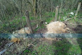 Psi lutalice zaklali ovce i jagnjad u Banjaluci (VIDEO)