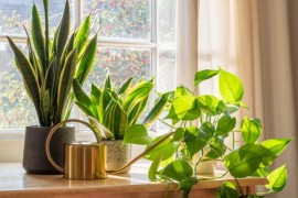 Ove dvije biljke ne smijete da držite u stanu, one su energetski ...