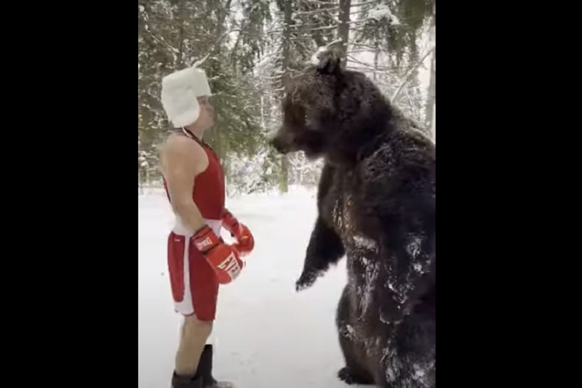 Bokser za sparing partnera izabrao medvjeda (VIDEO)