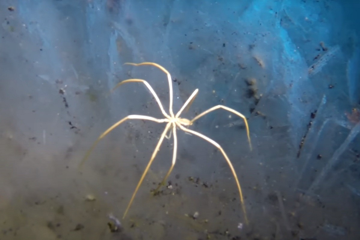 Tajne antarktičkih morskih paukova otkrivene nakon 140 godina