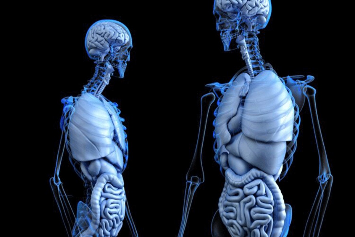 Pogledajte kako izgleda novi ljudski organ (VIDEO)